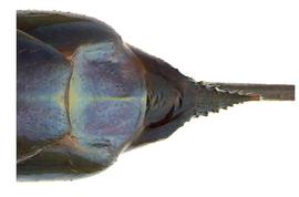   Sirex cyaneus  female cornus; photo by H. Goulet, CNC 
